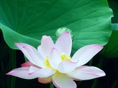 -荔湾湖公园