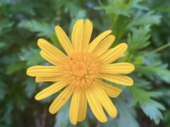 -新虹桥中心花园