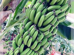 -兰陵国家农业公园