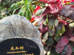 -中国科学院西双版纳热带植物园