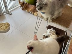 -平行世界·猫咖(首经贸店)