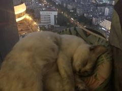 -喵店&猫咖