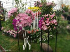 -上海鲜花港