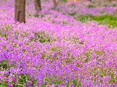 -西湖风景区-江洋畈生态公园
