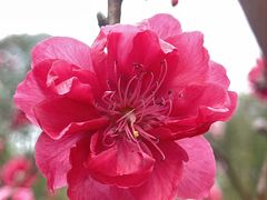 -桃花涧