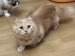 -唐小姐の私宠·宠物洗护美容·撸猫馆·购宠(周浦万达旗舰店)