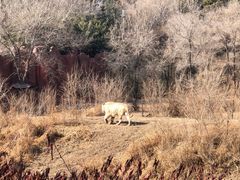 -沈阳森林动物园