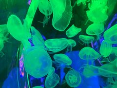 -暹罗海洋世界