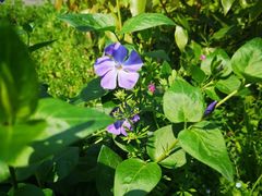 -大塘金香草谷