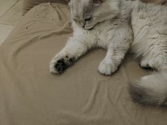 -怪兽屋·羊驼·猫咖·狗咖(俊华广场店)