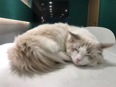 -飞行喵MR PILOT|猫舍·猫咖(静安大融城店)