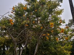 -中国科学院西双版纳热带植物园