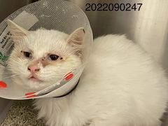 -萌兽医馆·犬猫专科·眼科中心·宠物医院(朝阳门分院)