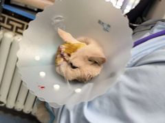 -北京赛佳动物医院