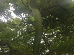 -东郊椰林