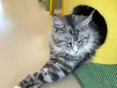 -猫在这儿猫咪咖啡馆·撸猫馆