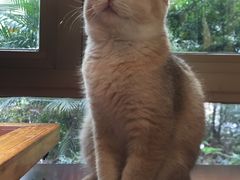 店里的猫-咖法森林·咖啡  酒吧(天河店)