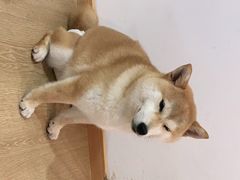 -南京Hallo宠物乐园·哈罗犬舍·柴犬繁育基地