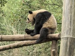 -都江堰中华大熊猫苑