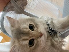 -东方名猫馆·英短金渐层布偶猫舍(环线广场1号楼店)