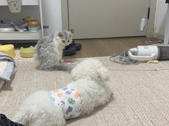 -悦宠凯宝动物医院·牙科·皮肤科(朝阳北路店)