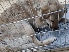 -瑞派·关忠动物医院·猫专科·犬专科(三环新城店)