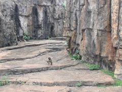 -海南热带野生动植物园
