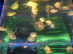-梦幻海洋王国(吾悦广场张家港店)