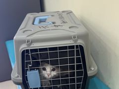 -天宠宠物医院24小时·急重症诊疗中心·全科·腔镜特色(和平分院)