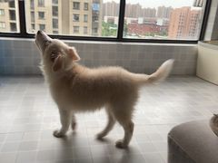 -翊宠yipet猫狗购宠庄园犬舍•猫舍