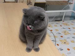 -纳吉亚猫专科动物诊疗中心(蒋宅口分院)