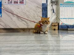 -瑞派名望志远动物医院·猫科·內科·异宠专科(直港大道店)