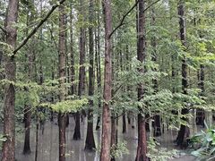 -桤木河湿地公园