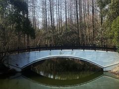 -东平国家森林公园