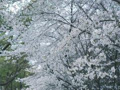 -玉山公园
