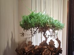 -忆江南·临江鱼馆