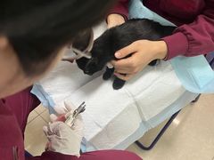 -瑞派福兴宠物医院犬猫全科·骨科·中西医结合(河东店)