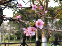-顾村公园