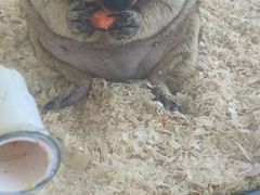 -怪兽屋·羊驼·猫咖·狗咖(俊华广场店)