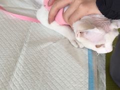 -艾吉宠物医院·疑难杂症转诊中心·猫友好(碧江路院)