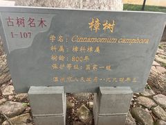 -江心屿景区