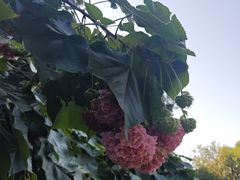 -云溪植物园