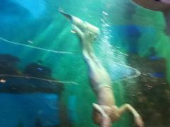 -瑞德姆美人鱼海底演艺主题餐厅(亚龙湾店)