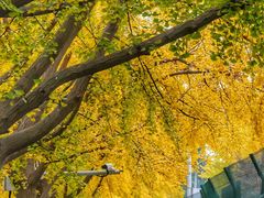 -三里屯东五街银杏大道