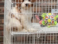 -天宠宠物医院24小时·急重症诊疗中心·全科·腔镜特色(和平分院)