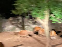 -清迈夜间动物园