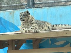 -青藏高原野生动物园