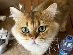 -唐小姐の私宠·宠物洗护美容·撸猫馆·购宠(周浦万达旗舰店)