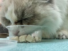 -鼓捣猫呢主题猫咖店