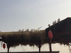 -茯茶镇